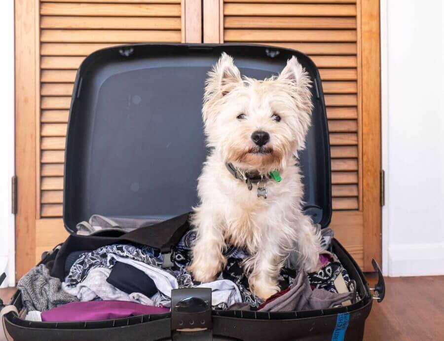 dog ready for long-distance moving