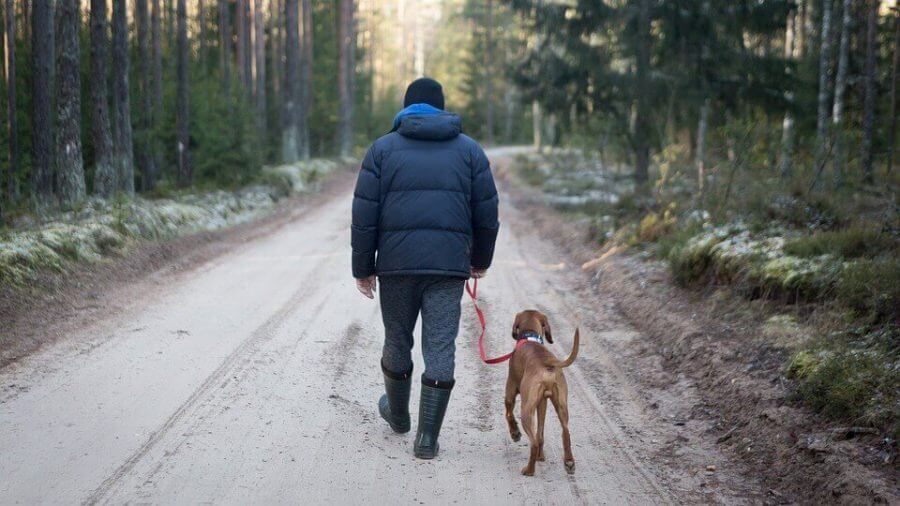 man and dog taking a walk