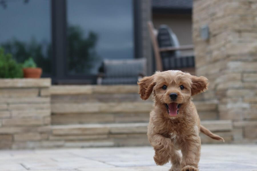 Brown puppy running 
