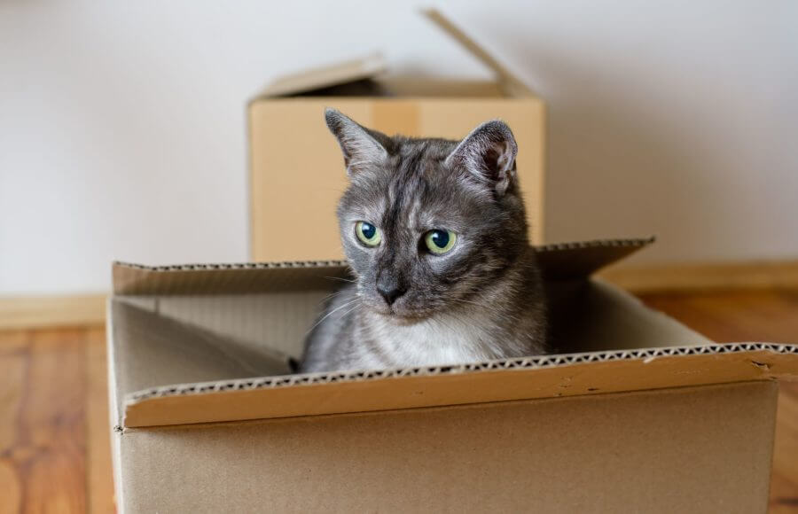 A brown cat hiding in a box