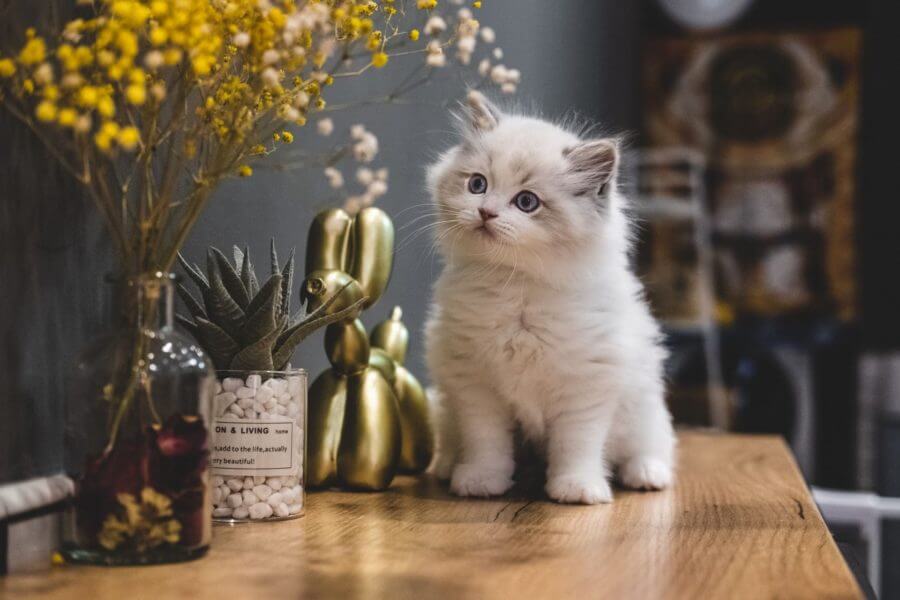 A fluffy white kitten on a table