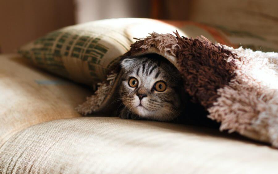 A kitten under the blanket