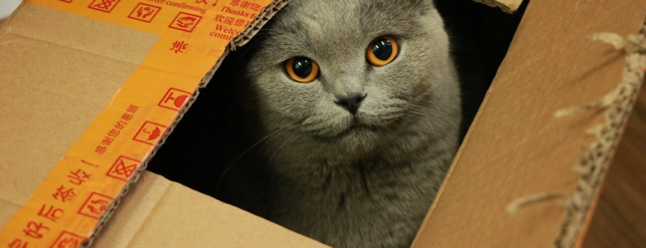 Russian blue kitten in a box