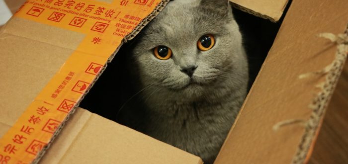 Russian blue kitten in a box