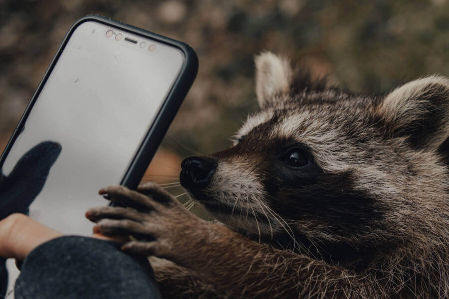 Raccoon taking a phone 