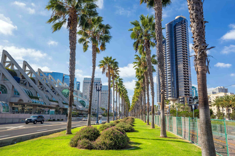 A view of palm trees in San Diego