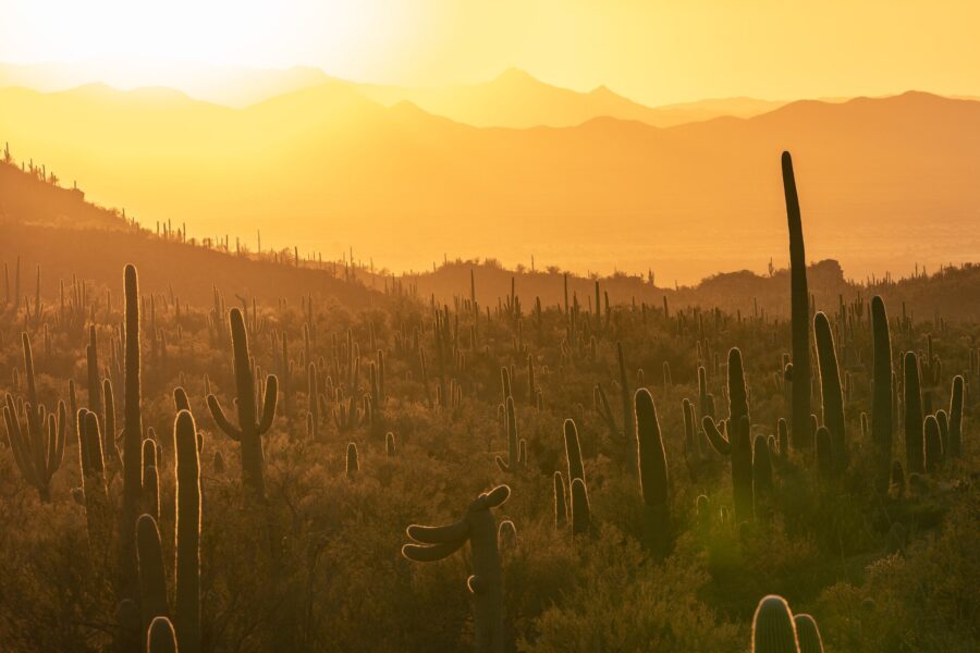 Field of cactus during sunset