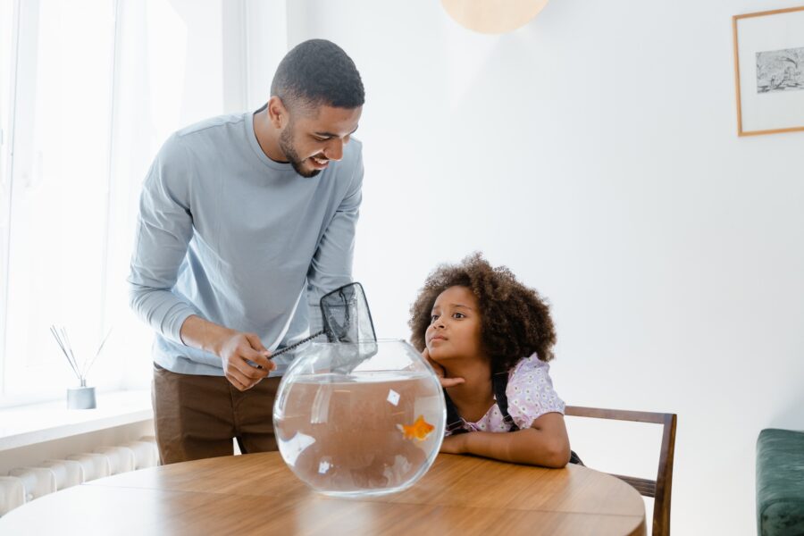 Man and child removing goldfish from an aquarium