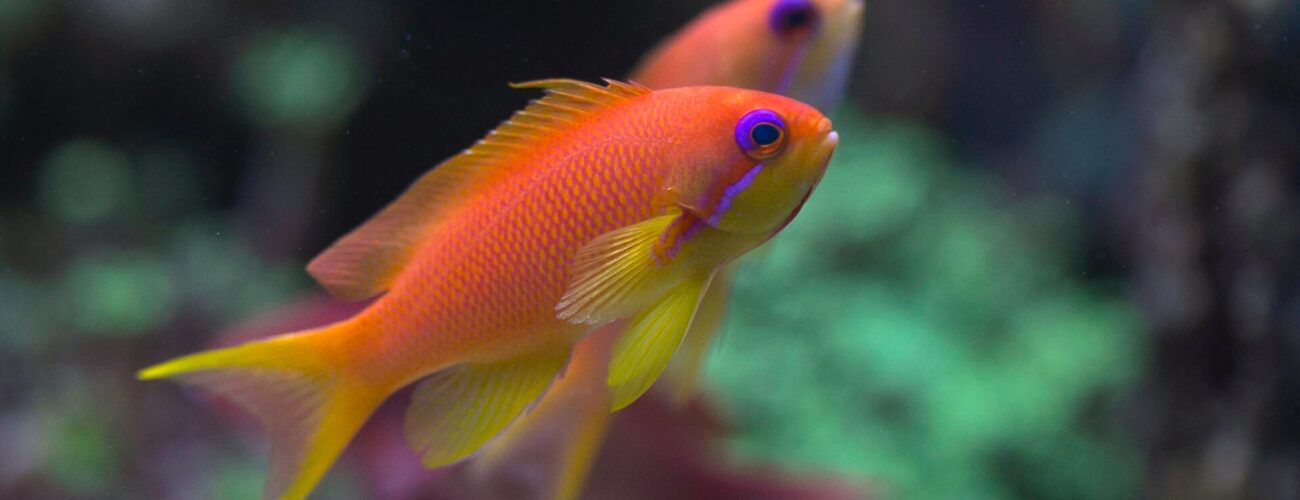 Little goldfish in a tank