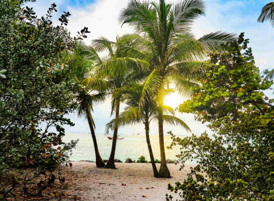 Coconut trees on the beach